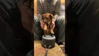 Puppy drums