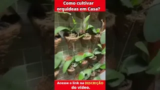 Como Cultivar Orquideas em Casa?[ Curso completo para cultivadores iniciante.]