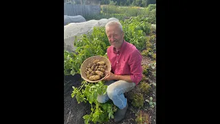 Charlotte potato harvest 8th year same bed and home saved seed