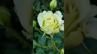 Плетистая роза "Эльф" с мягким фруктовым  ароматом яблони и лимона 🥰