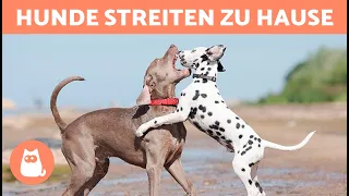 Warum PRÜGELN sich meine HUNDE? 🐶⚡🐶 (5 Ursachen und Lösungen)