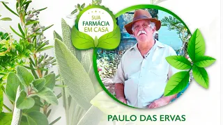 PLANTAS MEDICINAIS COM PAULO DAS ERVAS