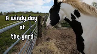 Hanging out at the yard (Field walks, tasty snacks & a bath for Nelly) / Equestrian VLOG
