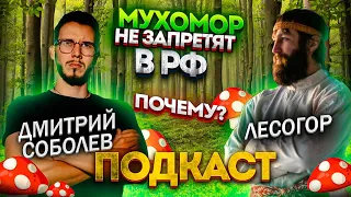 Мухомор🍄 Набирает популярность 🚀 Что с этим делать? Мухоморный трип🔥 Как остаться в живых?