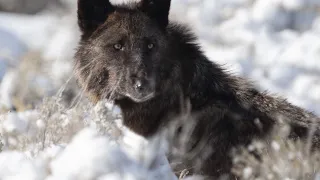 "Find my Way Home" - In Honor of Spitfire the Alpha Female Wolf of the Lamar Canyon Pack