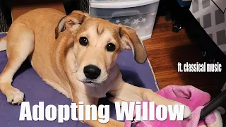 Introducing Our New Puppy, Willow! (Puppies and Classical Music)