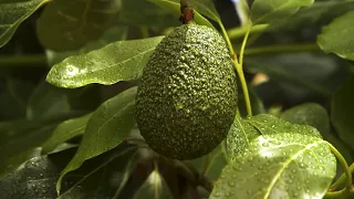 Sustainable Avocado Production in South Africa