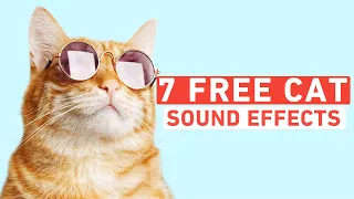 7 Free Cat Sound Effects | Shutterstock Tutorials