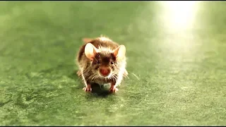The Green Mile (1999) -  Percy Chasing the Mouse