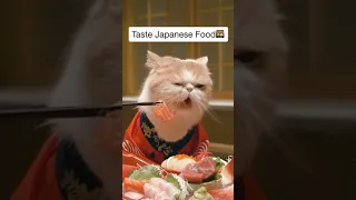 Funny cats Videos Compilation | tik tok  cat | 104 #shorts