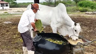 OLHA COMO O VAQUEIRO JOÃO DO O SERVA O TOURO NELORE COM PALMA E CONCENTRADO. O TOURO JÁ FOI VENDIDO