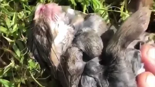 O homem retira um coelho de um lago e fica surpreso ao descobrir que não é tarde demais