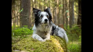 A day in the life of border collie Yuki