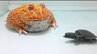 pacman frog vs snapping turtle ![LIVE FEEDING]