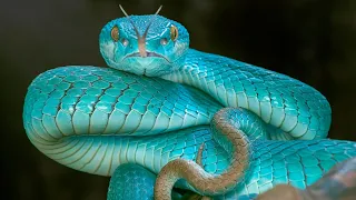 Top 10 Most Dangerous Venomous   Snakes in the World