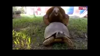 More humping turtles ... This one the BEST!