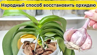 Народное средство ВОССТАНОВИТЬ СЛАБУЮ орхидею / ЭТО средство для орхидеи есть дома у всех