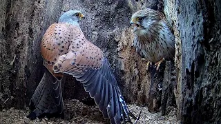 Young Male Kestrel Meets His Match in Courtship | Athena & Apollo | Robert E Fuller