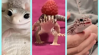 reasons leopard geckos are my faf lil sillys