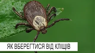 Як вберегтися вiд клiщiв?