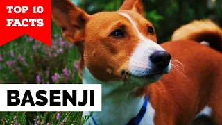 Basenji - Top 10 Facts