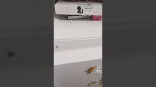 WEEZER IN THE FREEZER