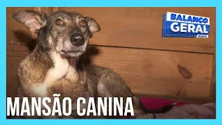 Casal constrói mansão para cachorros de rua na Grande São Paulo