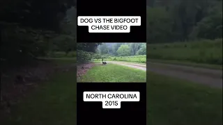 Small dog chasing a Bigfoot #dog #bigfoot #bigfootvideo #bigfootsighting #northcarolina #publishtoal