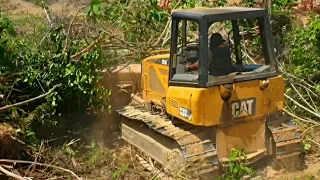 Bulldozer Operator CAT D5K XL Breaks through Trees on a Plantation for Land Clearing