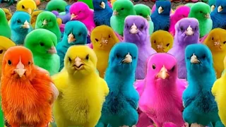 tangkap ayam warna warni, ayam rainbow bebek lucu, kelinci, marmut, ikan hias, dunia hewan lucu #1