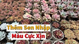 Nhiều sen xịn giá đã giảm | succulent Gia Nghia