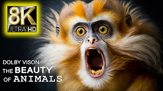 8K HDR 60FPS Dolby Vision - The Beauty Of Animals In 8K ULTRA HD (60FPS HDR)
