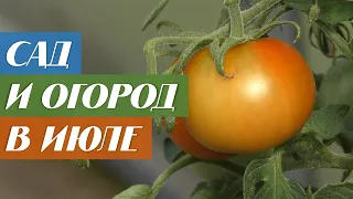 Сад и огород в июле