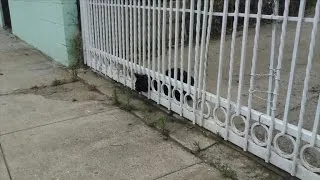 Watch Cat Get Rescued After Getting Head Stuck in Fence