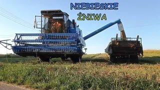 🔥REKORDOWE ŻNIWA 2021🔥BIZON REKORD Z058 & URSUS C-360🔥