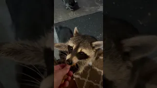 Well-mannered raccoons visit houses for snacks