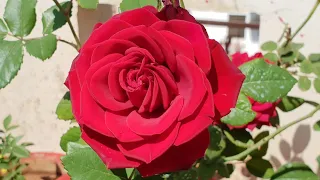 Summer Care of Rose Plant || Care of Rose Plant in Summer Season