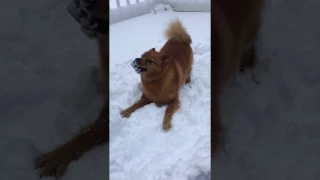 Finnish Spitz, a northern hunting dog, likes snow