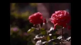 саксофон и розы