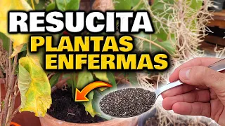 REVIVE y SALVA tus PLANTAS ENFERMAS o con HOJAS AMARILLAS y SECAS | Abono Casero POTENTE 100% GRATIS