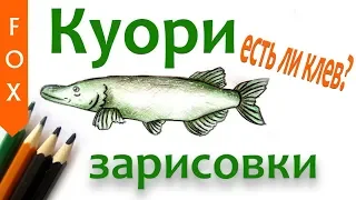 Куори, есть ли клев? Русская Рыбалка 4