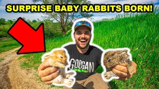 SURPRISE Baby Rabbits were BORN in My BACKYARD FARM!!! (They Had to be RESCUED)