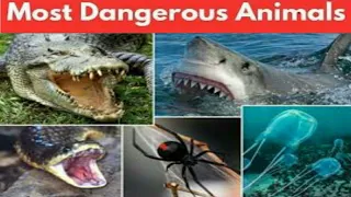 8 Most Dangerous Animals In The World | Most Dangerous Creatures | Versatile dani