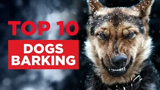 TOP 10 Dogs Barking // Dog Barking Sound // Compilation 2020