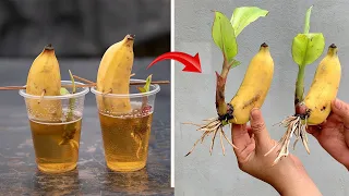 The video summarizes the best techniques applied in breeding banana plants for high yield