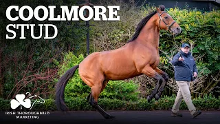 ITM Irish Stallion Showcase 2021 - Coolmore Stud