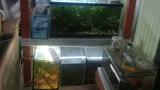 обзор всех аквариумов в квартире...🐟🐟🐟🌿🌿🌿🤔