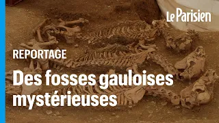 L'énigme archéologique des 28 squelettes de chevaux gaulois découverts dans l'Indre