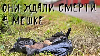 Щенков выбросили в пакете на погибель / продолжение истории спасения / help save homeless puppies
