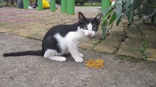 Cute stray cat petting spoiled before he starts eating